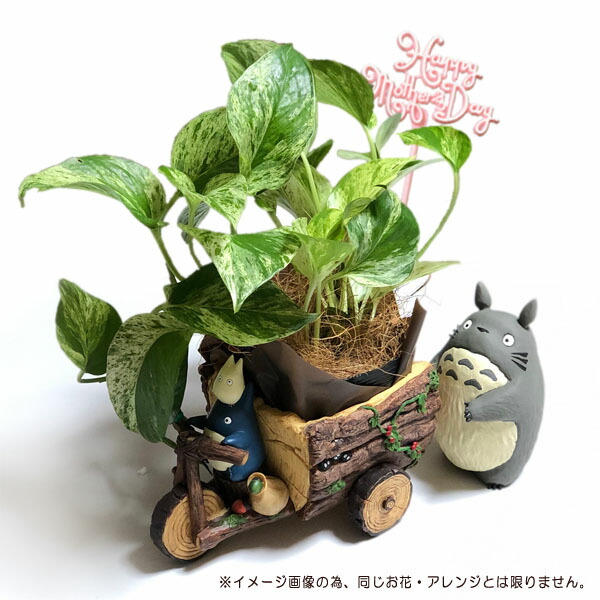 予約商品 ジブリ グッズ となりのトトロ トトロと森の三輪車 母の日おまかせ観葉植物 アレンジセット21 梱包送料込 買い合わせ不可 Cafe De Donguri カフェドドングリ